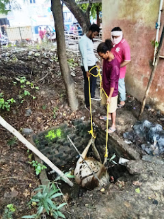 खुले सोक पिट में गिरने से गाय की मौत, बड़े हादसे की आशंका… खुले सोक पिट में गिरने से गाय की मौत, बड़े हादसे की आशंका…