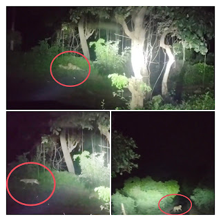 बरारी-कोटाभर्री मार्ग पर दिखे दो तेंदुए, मोबाइल कैमरे में कैद… बरारी-कोटाभर्री मार्ग पर दिखे दो तेंदुए, मोबाइल कैमरे में कैद…