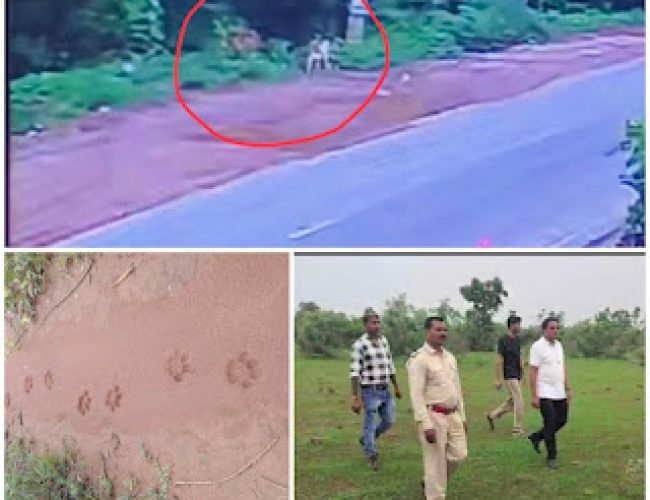 एक ओर हाथी, दूसरी ओर तेंदुआ – धमतरी के जंगलों से निकलकर अब सड़क पर वन्यजीवों का साया