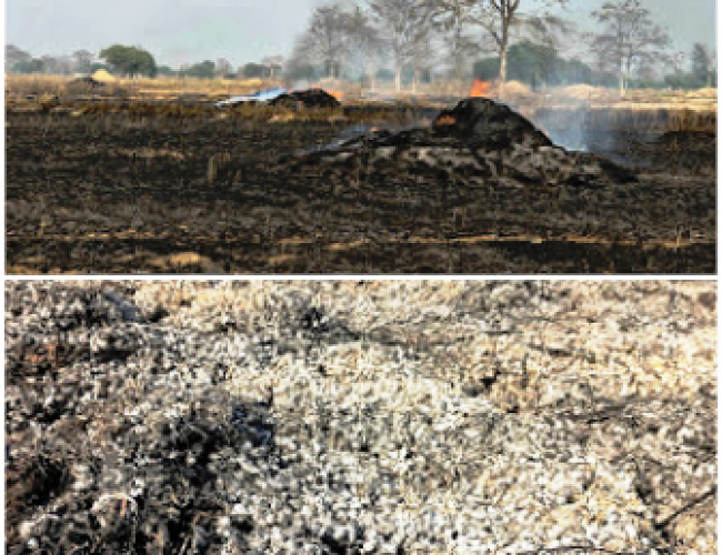 खेतों में भीषण आग से 40-50 एकड़ फसल प्रभावित, किसानों की महीनों की मेहनत राख…