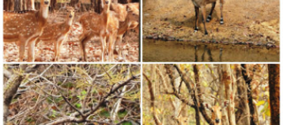 इको-टूरिज्म से बढ़ेंगी रोजगार संभावनाएं, वन्यजीव संरक्षण में नई पहल…