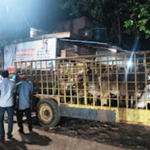 धमतरी में आवारा मवेशियों के खिलाफ निगम की सख्ती, 45 मवेशी पकड़े गए…