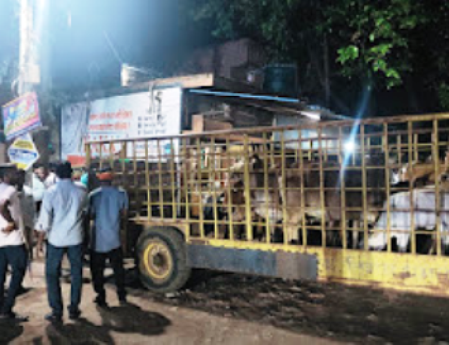 धमतरी में आवारा मवेशियों के खिलाफ निगम की सख्ती, 45 मवेशी पकड़े गए…