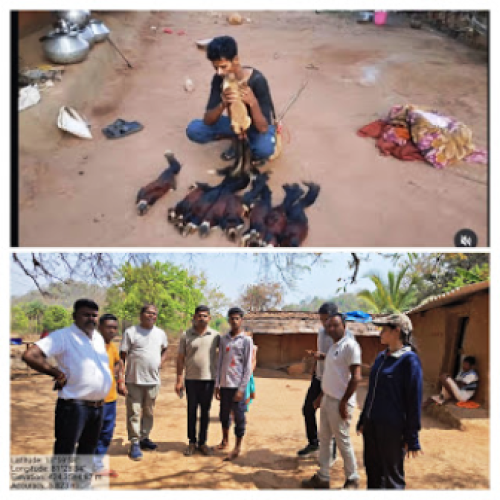 उदंती-सीतानदी टाइगर रिजर्व में बड़ी कार्रवाई: 9 विशाल गिलहरियों के शिकार का आरोपी गिरफ्तार, भालू की खाल भी बरामद…