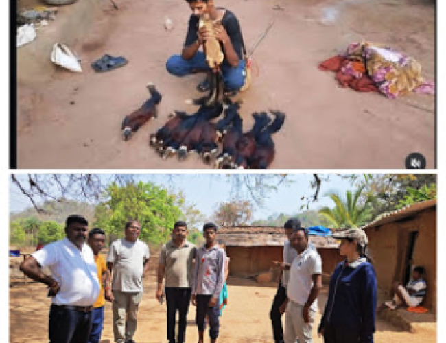 उदंती-सीतानदी टाइगर रिजर्व में बड़ी कार्रवाई: 9 विशाल गिलहरियों के शिकार का आरोपी गिरफ्तार, भालू की खाल भी बरामद…