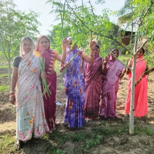 सुपर फुड मुनगा से कोकड़ी की महिलाओं की कमाई, राजधानी रायपुर में हो रही सप्लाई…