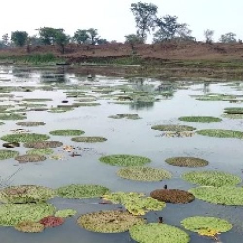 मखाना उत्पादन से धमतरी को मिलेगी नई पहचान, खेती में नवाचार : धमतरी में 20 एकड़ में शुरू हुई मखाने की खेती…