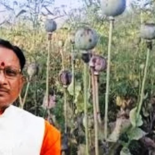 छत्तीसगढ़ में अवैध अफीम की खेती पर सख्त हुए मुख्यमंत्री विष्णु देव साय, दोषियों पर कड़ी कार्रवाई के निर्देश….
