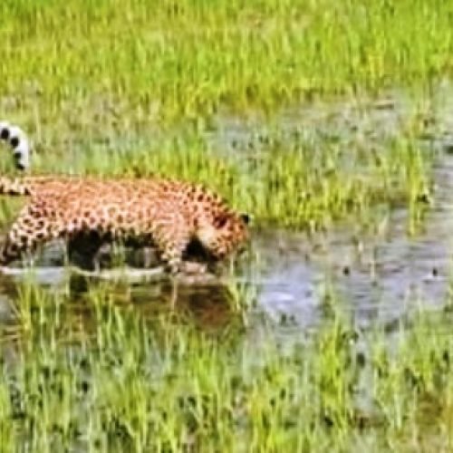 नगरी ब्लॉक में खेतों तक पहुंचा तेंदुए का शावक, मचा हड़कंप…