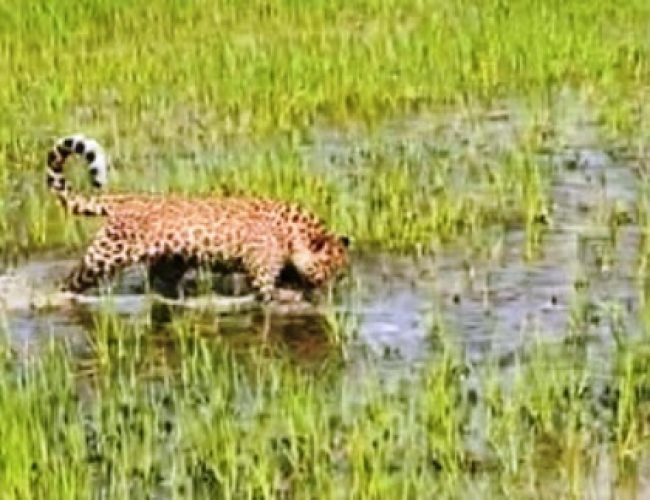 नगरी ब्लॉक में खेतों तक पहुंचा तेंदुए का शावक, मचा हड़कंप…