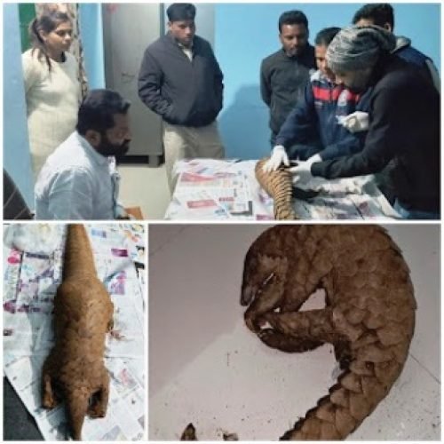 जिंदा पैंगोलिन की तस्करी करते दो आरोपी गिरफ्तार…