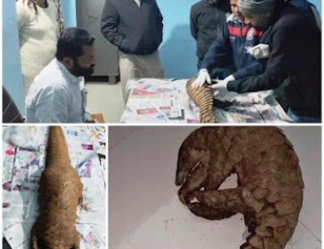 जिंदा पैंगोलिन की तस्करी करते दो आरोपी गिरफ्तार…