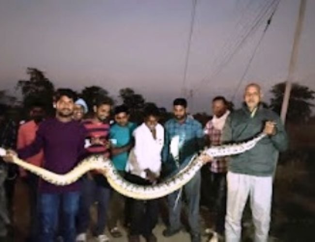 खेत से निकला 10 फीट लंबा अजगर, 18 किलो वजनी, जेसीबी से हुई रेस्क्यू…