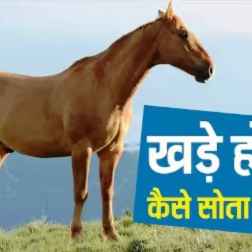 घोड़ा कभी बैठता क्यों नहीं, खड़े-खड़े कैसे पूरी कर लेता है अपनी नींद?