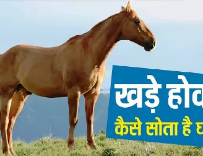 घोड़ा कभी बैठता क्यों नहीं, खड़े-खड़े कैसे पूरी कर लेता है अपनी नींद?
