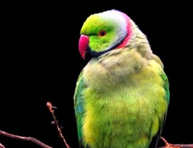 Illegal Pet Birds: भारत में इन पक्षियों को पालना है गैरकानूनी, पकड़े जाने पर होगी कड़ी सजा…