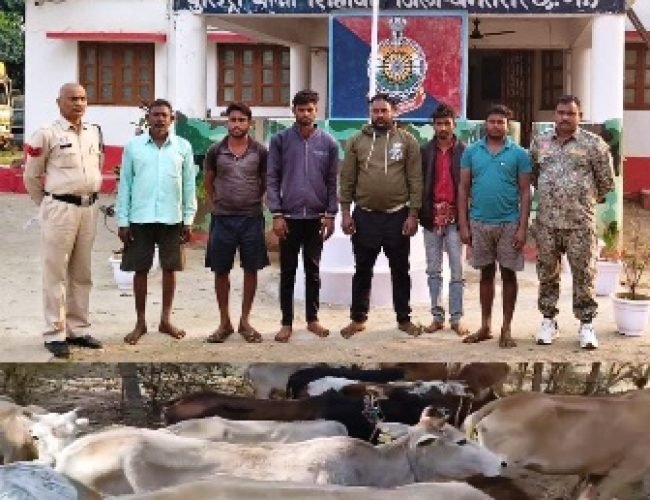 अवैध गौ-तस्करी करते 6 आरोपी गिरफ्तार, 16 गौवंश सुरक्षित…