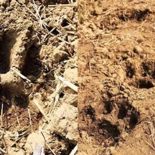 बस्तर के खंडियापाल में बाघ के पंजों के निशान से ग्रामीणों में दहशत, वन विभाग अलर्ट…