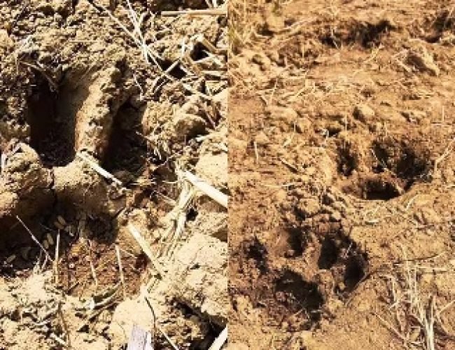 बस्तर के खंडियापाल में बाघ के पंजों के निशान से ग्रामीणों में दहशत, वन विभाग अलर्ट…
