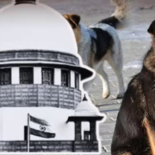 Stray Dogs Case: ‘राजस्थान HC के दो जज भी कुत्तों का शिकार हुए’, बोला सुप्रीम कोर्ट…