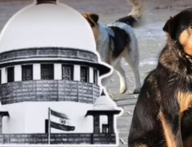 Stray Dogs Case: ‘राजस्थान HC के दो जज भी कुत्तों का शिकार हुए’, बोला सुप्रीम कोर्ट…