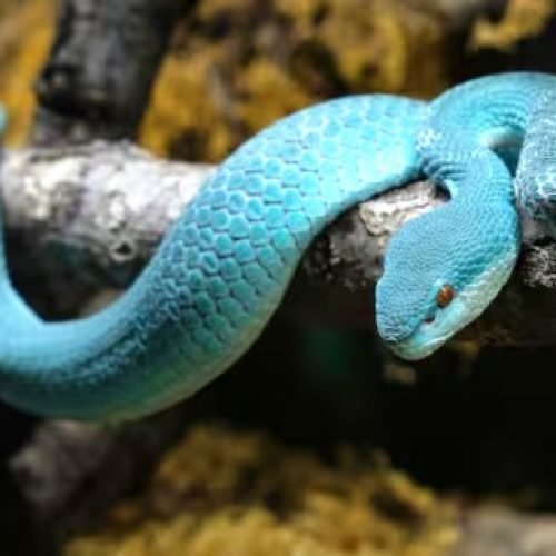 इंसानी आंखों को चकमा देने में माहिर है ये सांप, काटा तो पानी भी नहीं होगा नसीब…