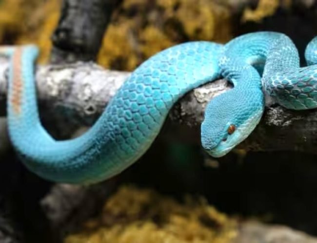 इंसानी आंखों को चकमा देने में माहिर है ये सांप, काटा तो पानी भी नहीं होगा नसीब…
