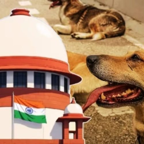 Stray Dogs Case Verdict: ‘बीमार और खतरनाक कुत्तों को मारने पर हो विचार’, आवारा कुत्तों के मामले में SC का आदेश…