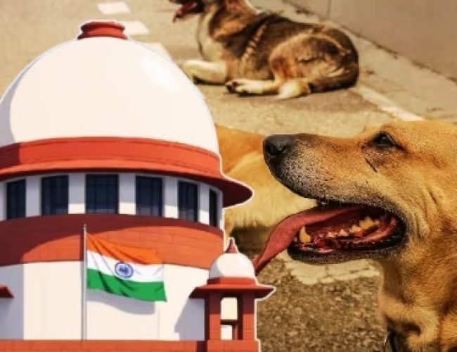 Stray Dogs Case Verdict: ‘बीमार और खतरनाक कुत्तों को मारने पर हो विचार’, आवारा कुत्तों के मामले में SC का आदेश…