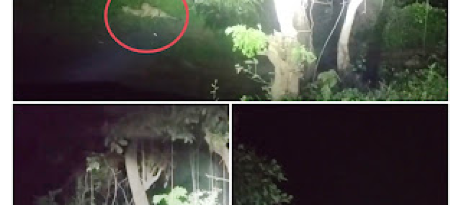 बरारी-कोटाभर्री मार्ग पर दिखे दो तेंदुए, मोबाइल कैमरे में कैद…