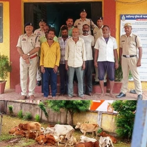 भखारा पुलिस की कार्रवाई – गौवंश तस्करी में 7 आरोपी गिरफ्तार…