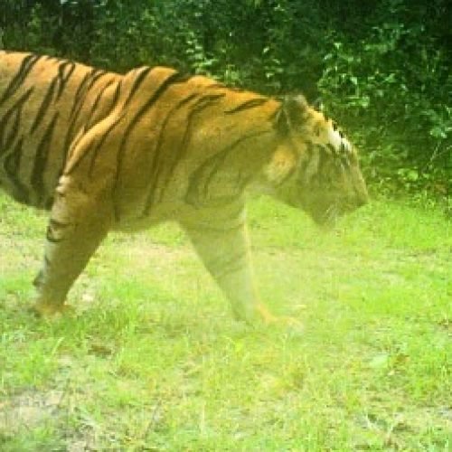 स्वतंत्रता दिवस पर टाइगर की दस्तक: सीतानदी टाइगर रिजर्व में ट्रैप कैमरे में बाघ कैद, वन विभाग में खुशी की लहर…