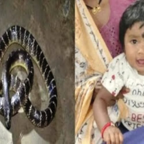 “नन्ही शेरनी” ने सांप को समझा खिलौना, दांतों से काट डाला – बच्ची सुरक्षित, सांप की मौत…