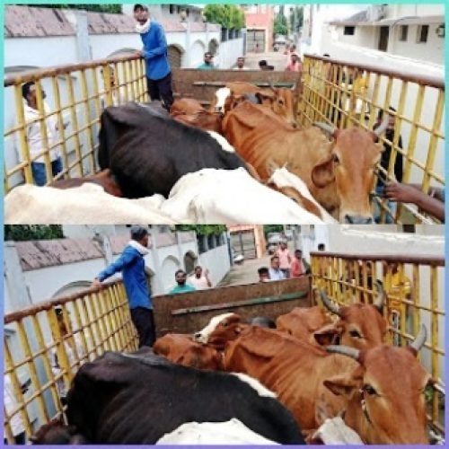 धमतरी: गुप्ता हॉस्पिटल और विवेकानंद गली से 11 आवारा मवेशी पकड़कर कांजी हाउस भेजे गए…