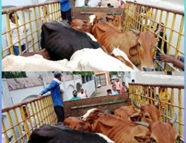 धमतरी: गुप्ता हॉस्पिटल और विवेकानंद गली से 11 आवारा मवेशी पकड़कर कांजी हाउस भेजे गए…