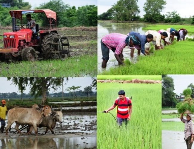 धमतरी जिले की कृषि प्रगति : 25 वर्षों की उपलब्धियों की सुनहरी गाथा…