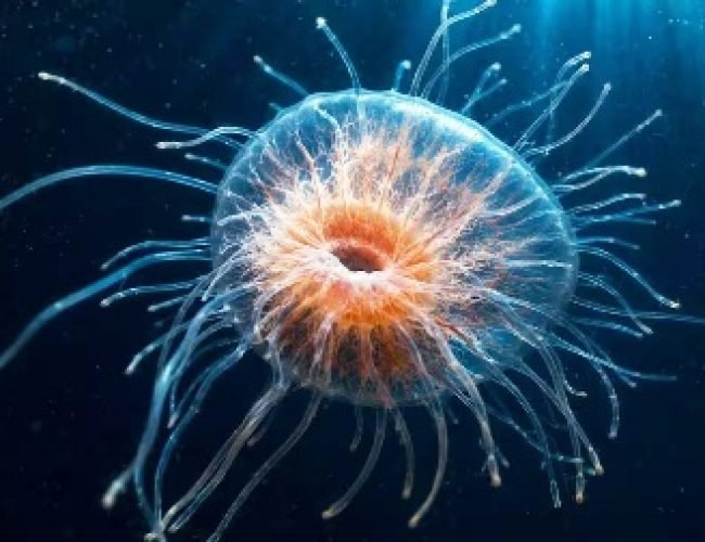Immortal Creature: कटने के बाद भी कई सालों तक जिंदा रहा अंग, वैज्ञानिकों को समंदर में मिला अमर जीव; जगी नई उम्मीद…