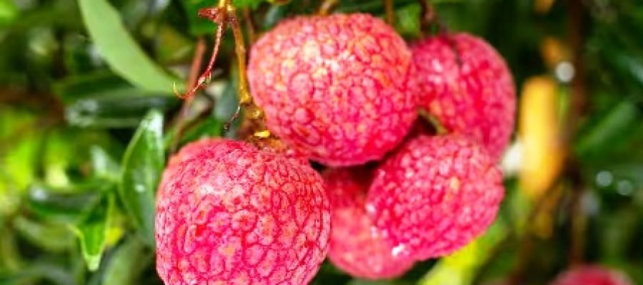 भारत की नहीं है ‘शाही लीची’, जानिए सात समंदर पार से इसके सफर की रोचक दास्तान…