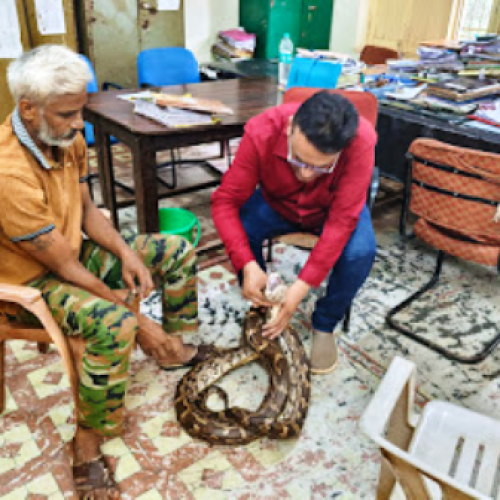 घायल भारतीय अजगर का सफल रेस्क्यू, रायपुर जंगल सफारी में विशेषज्ञों की निगरानी में उपचार जारी….