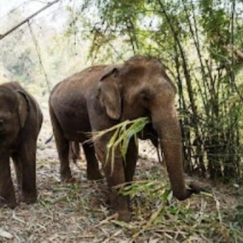हाथी अलर्ट ऐप से सामने आई गजराज की पसंद, तेन्दु और बांस करील बने पसंदीदा आहार…