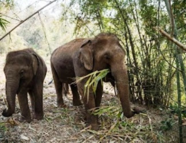 हाथी अलर्ट ऐप से सामने आई गजराज की पसंद, तेन्दु और बांस करील बने पसंदीदा आहार…