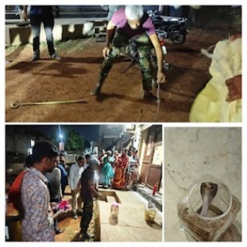 मोटरसाइकिल में छिपा मिला जहरीला गेहुंआ नाग, रेस्क्यू के दौरान मचा हड़कंप…