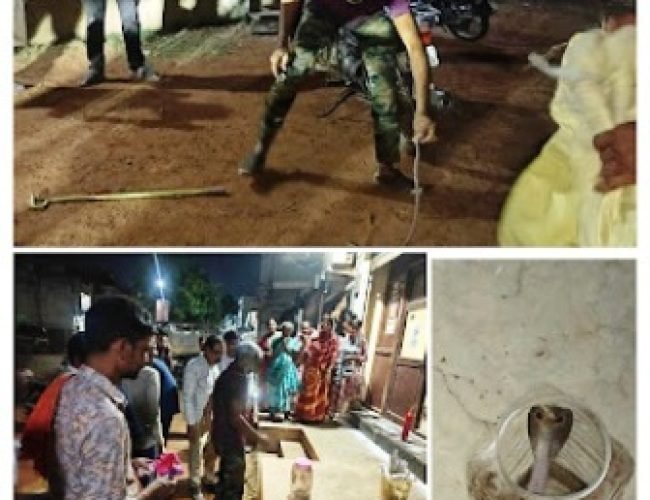 मोटरसाइकिल में छिपा मिला जहरीला गेहुंआ नाग, रेस्क्यू के दौरान मचा हड़कंप…