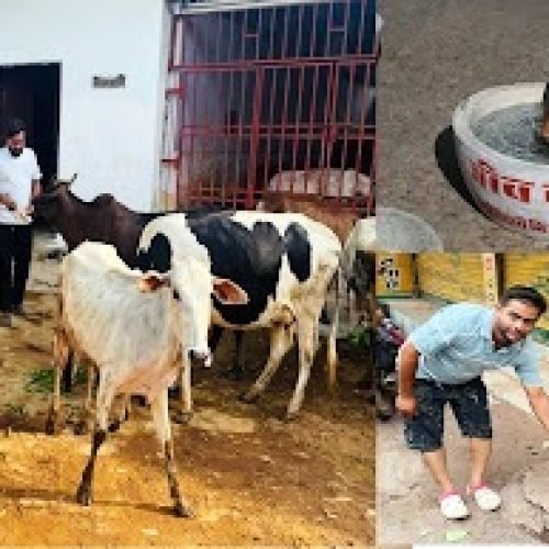 6 वर्षों से जीवदया और गौसेवा में जुटे युवा, हर रविवार मूक पशुओं की कर रहे सेवा…