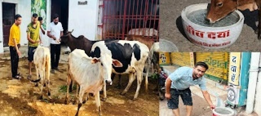 6 वर्षों से जीवदया और गौसेवा में जुटे युवा, हर रविवार मूक पशुओं की कर रहे सेवा…
