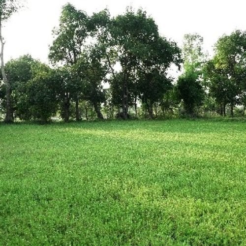 पैडी डायवर्सन मॉडल से बदल रही किसानों की तकदीर, औषधीय खेती से बढ़ी आय…