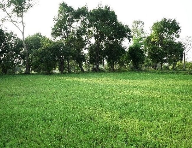 पैडी डायवर्सन मॉडल से बदल रही किसानों की तकदीर, औषधीय खेती से बढ़ी आय…