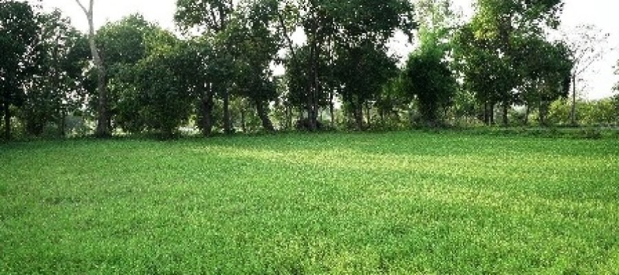 पैडी डायवर्सन मॉडल से बदल रही किसानों की तकदीर, औषधीय खेती से बढ़ी आय…