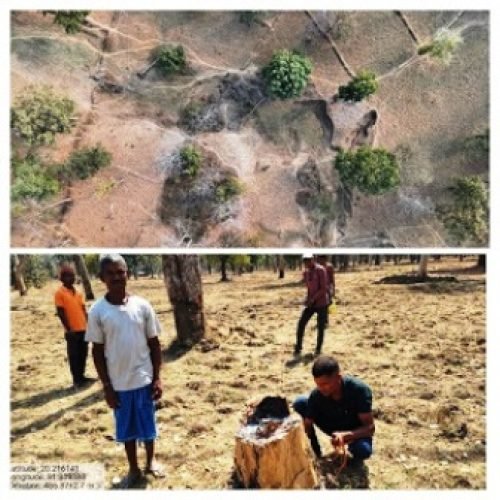 सीतानदी टाइगर रिजर्व में 1 लाख पेड़ों की अवैध कटाई का खुलासा, 106 हेक्टेयर में अतिक्रमण…