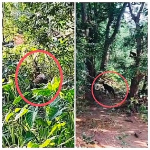 गंगरेल-मरादेव मार्ग के बीच घायल चीतल की मौत, कुत्तों के हमले में हुआ था गंभीर जख्मी…